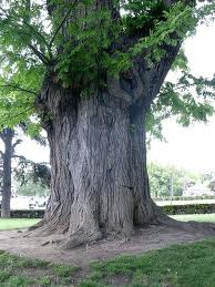 Caucasian walnut,کوچی ، کوج،موتالی،کوهول
